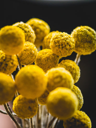 Blue Tansy