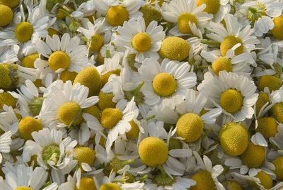 Chamomile
