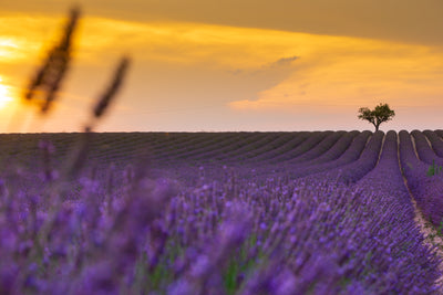 Lavender